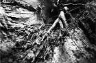 Forest Fears Vol.I, No.3